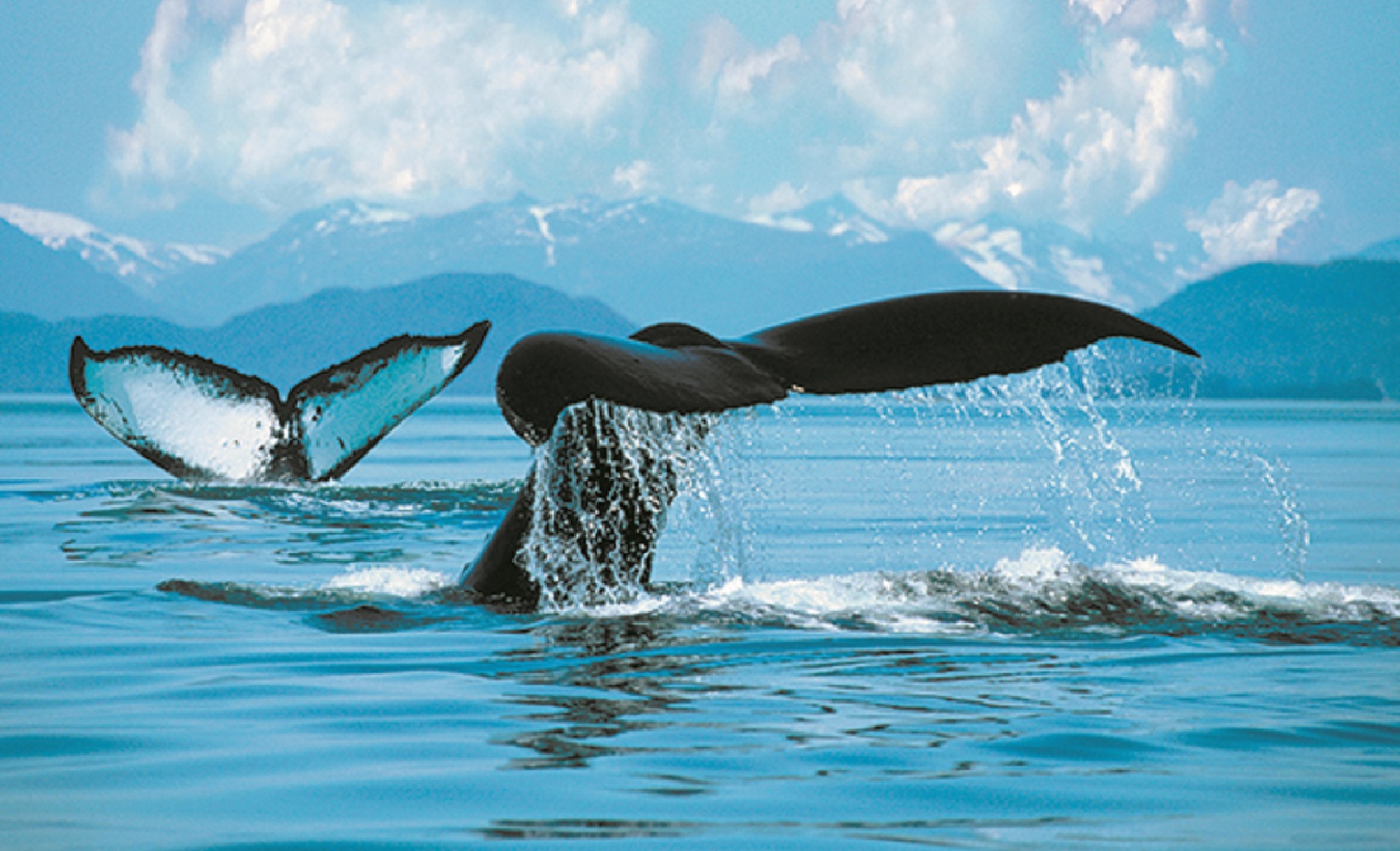 alaska whales 1646x1000