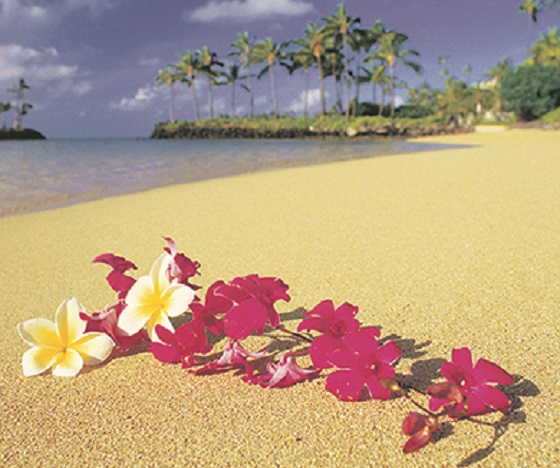 HAWAII 78434301 560x460