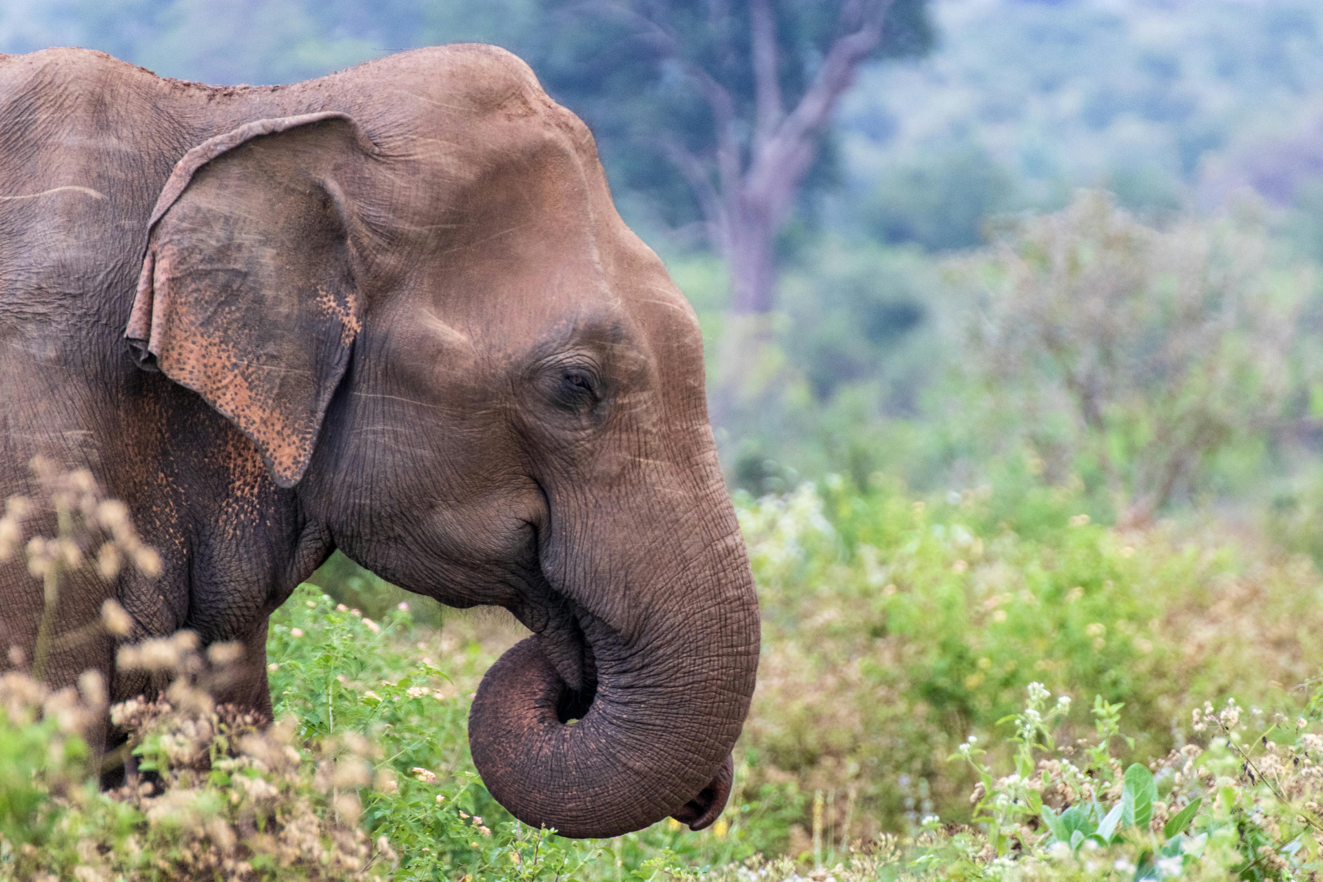 An Elephant in Sri Lanka