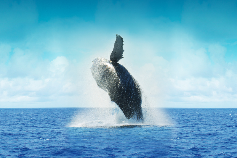 Whale jumps out of the sea off the coast of Cape Town