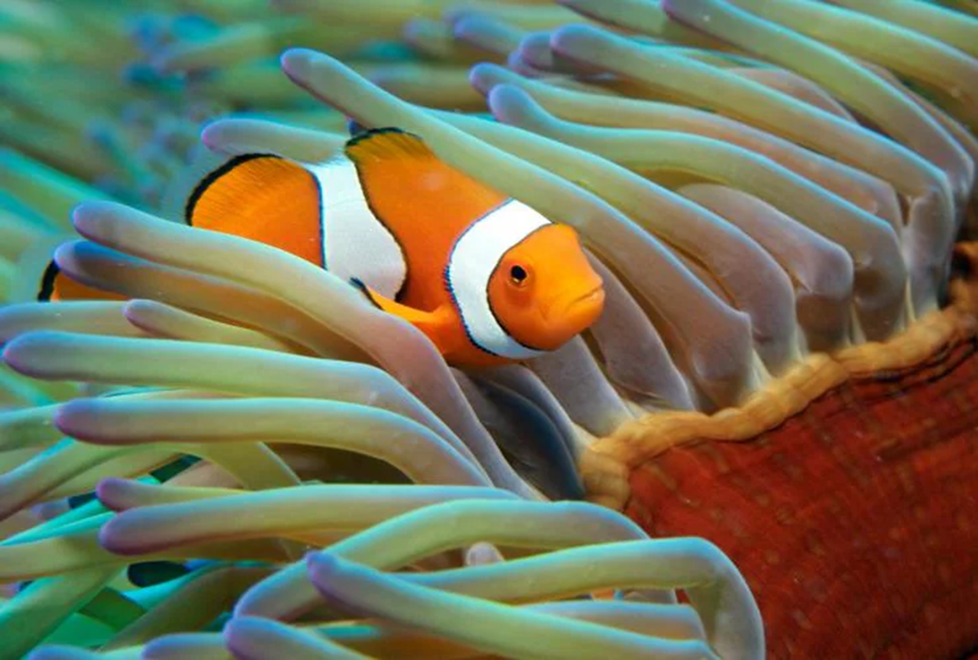 Australia Great barrier reef clownfish 2