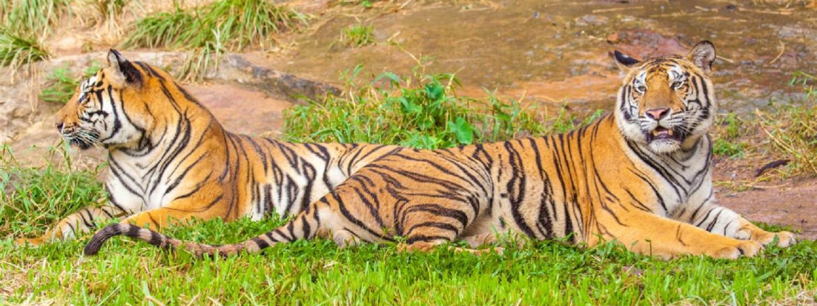 India Tigers image 67066cab2fe6e