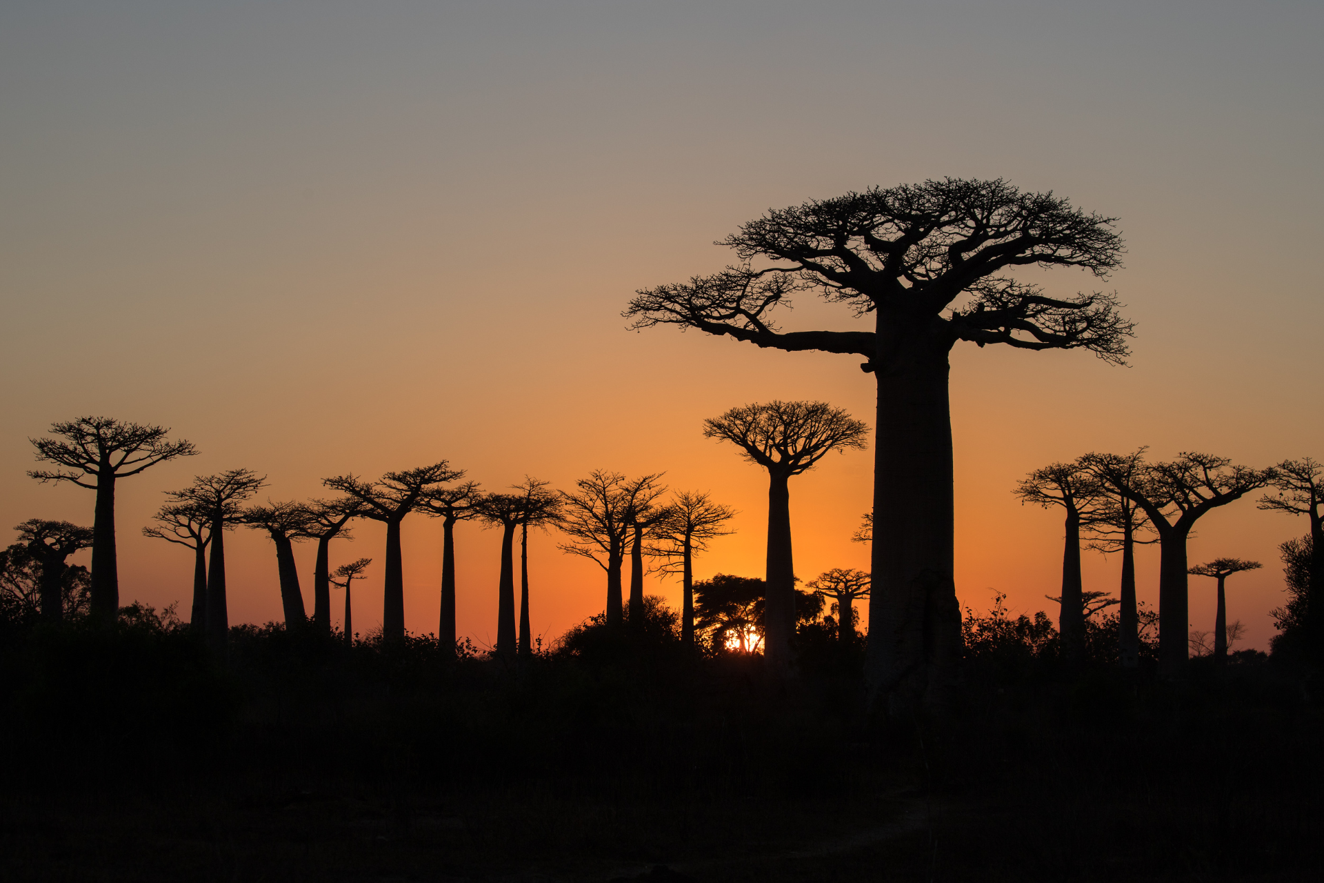 A sunset image of madagascar with trees and desert land
