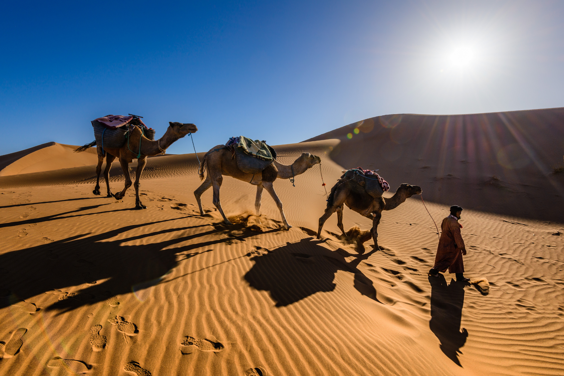 A man walks his camels through the Moroccan desert