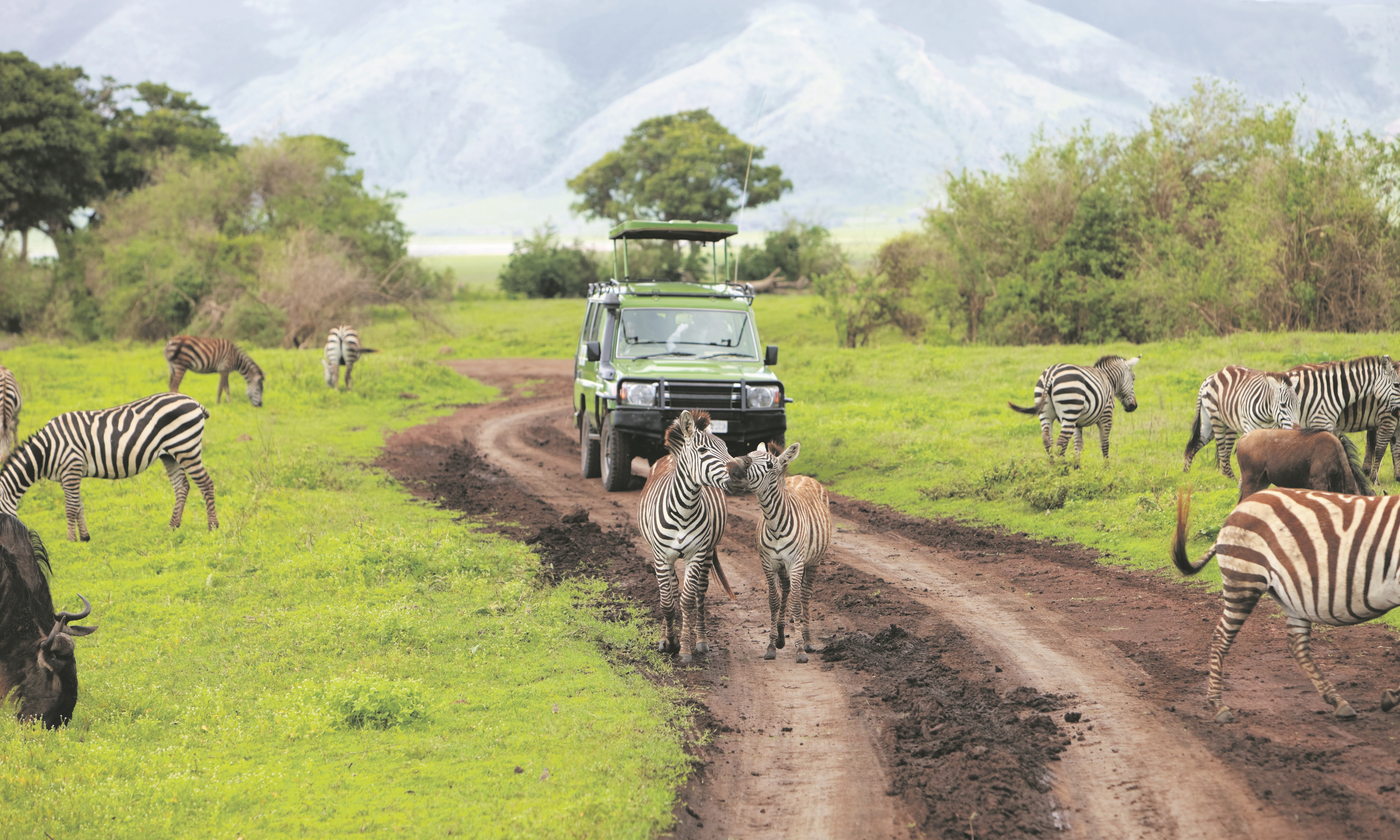 Africa Safari 100694697