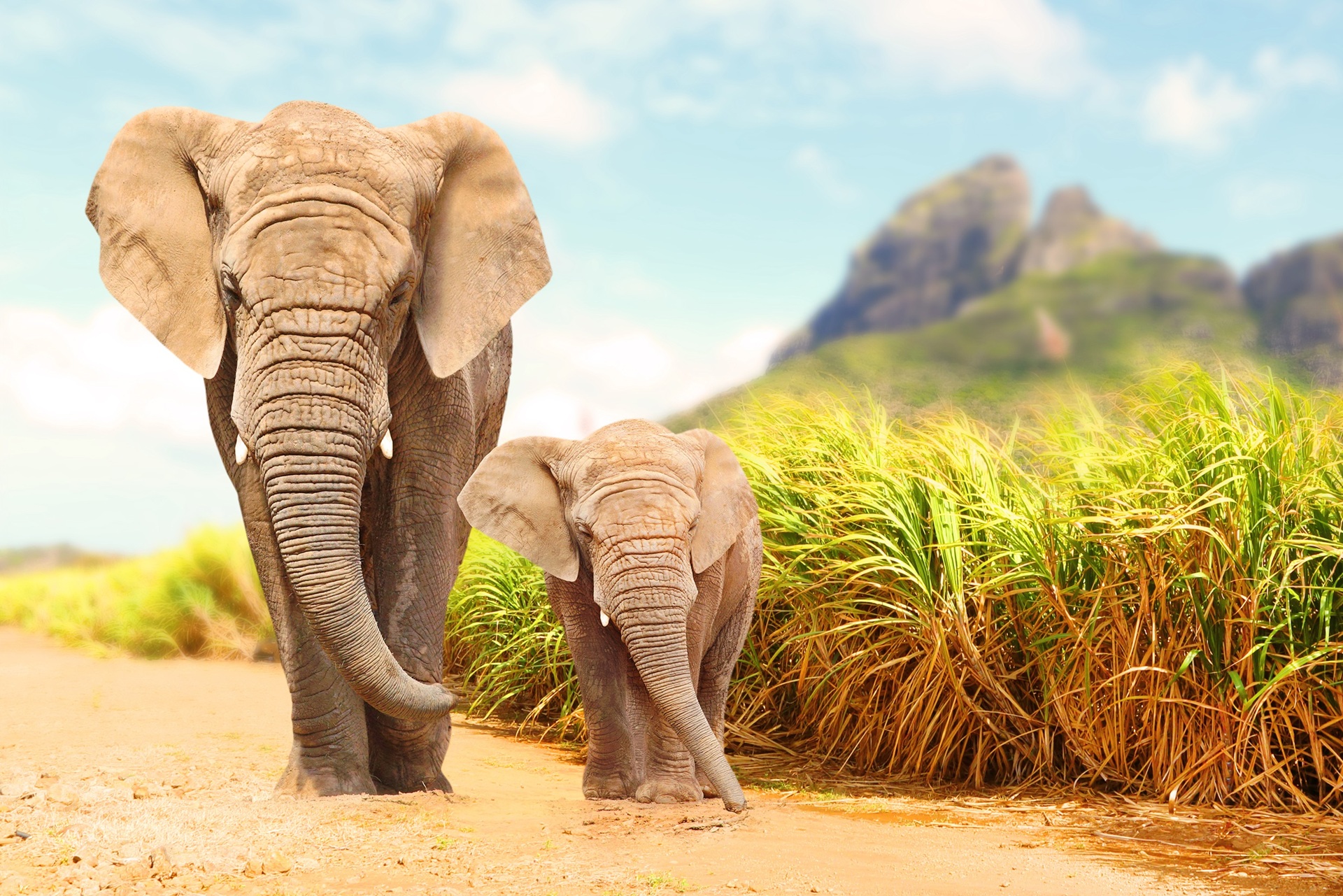 Z African elephants iStock 850201134