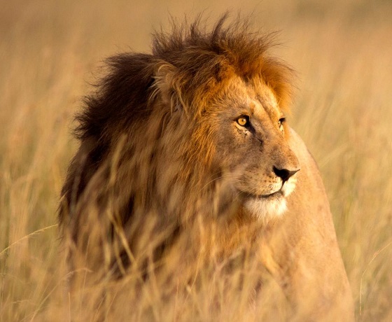 South Africa 560x460