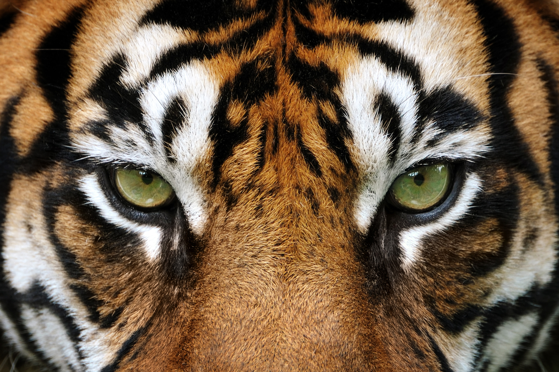A close up of the face of an Indian Tiger
