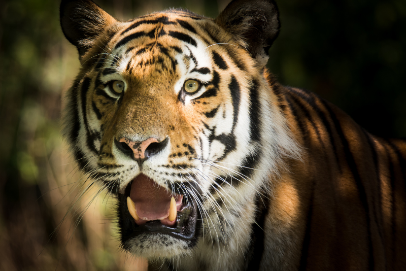 A Siberian Tiger looks into the camera from a dark background