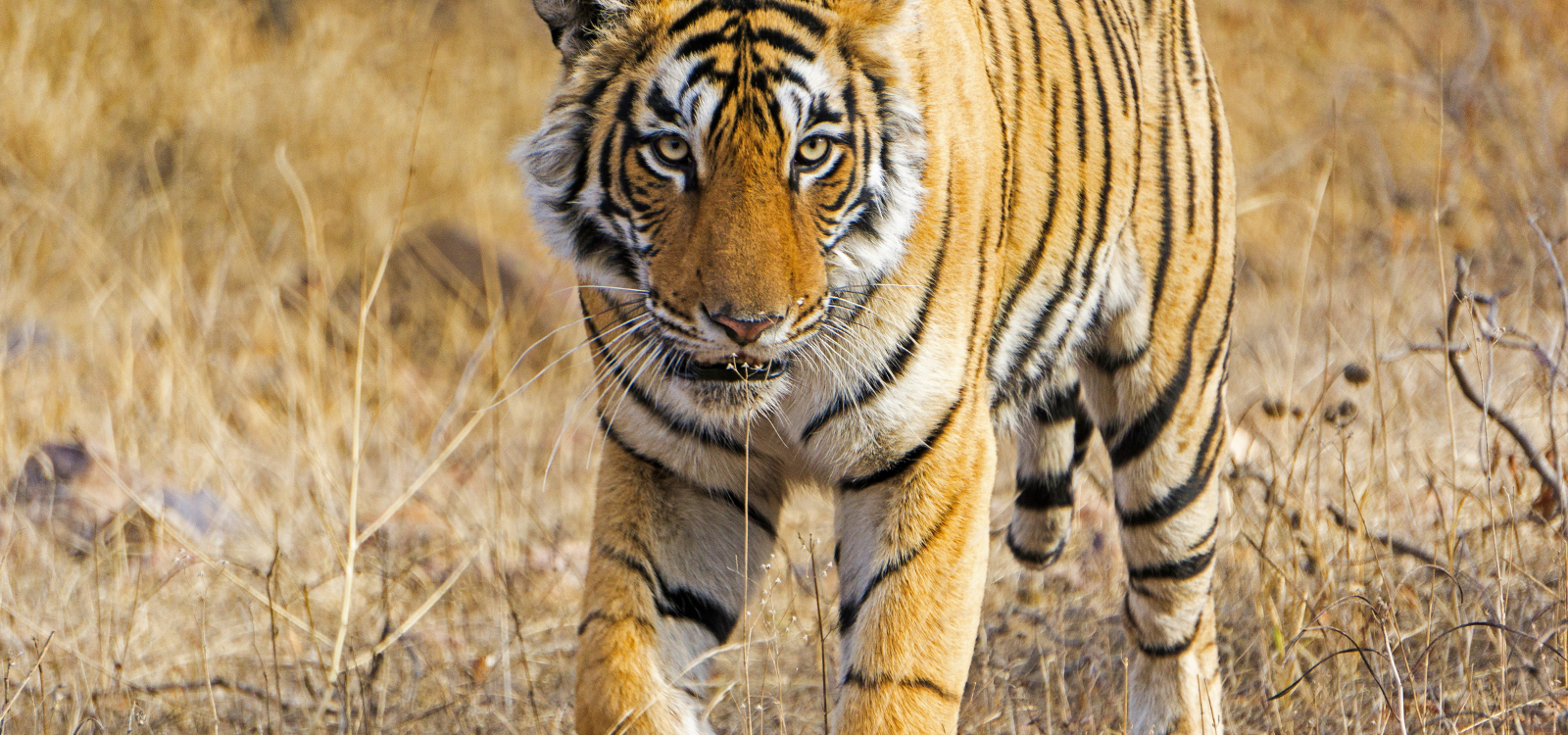 A tiger in India walks across wasteland