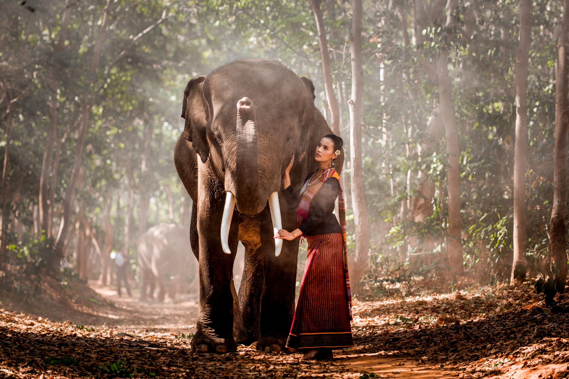 elephant and woman in thailand 