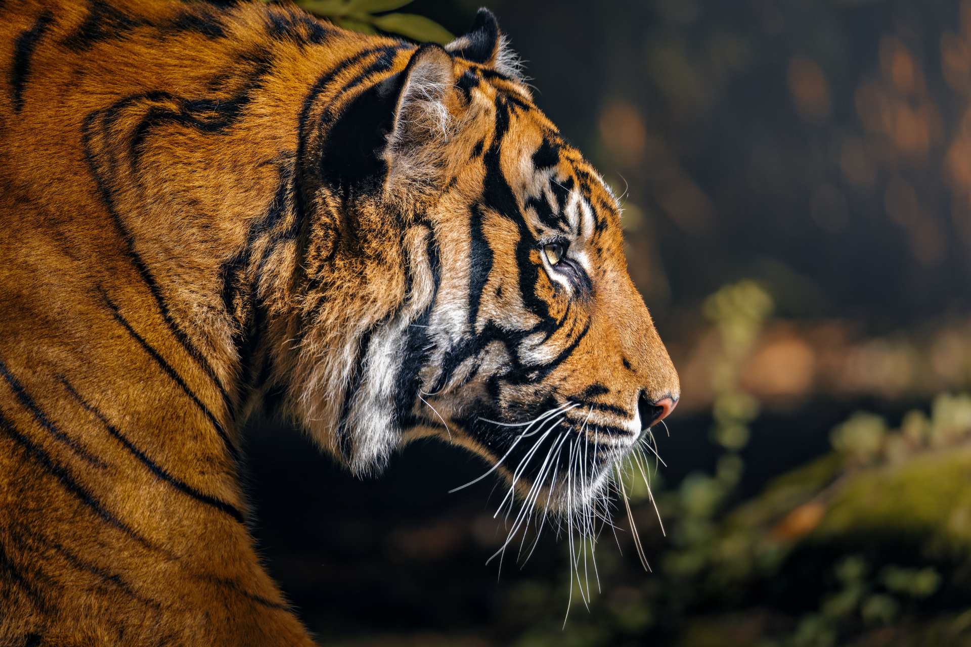 A side profile of an India Tiger