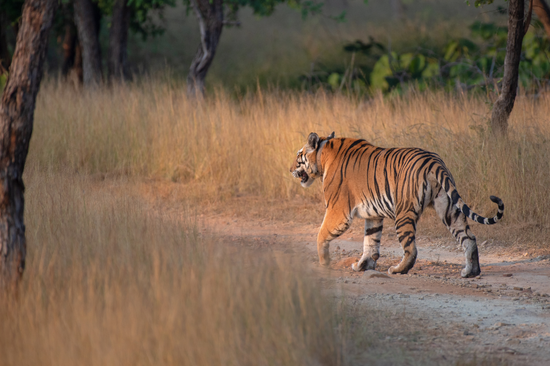 A tiger walking away from the camera across dry land in India