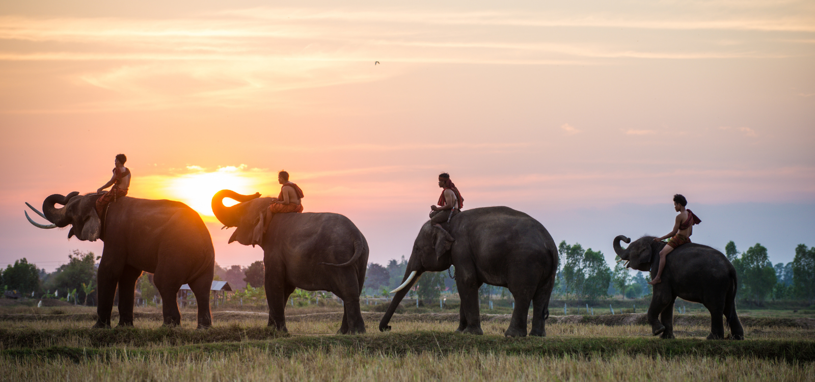 elephant at sunrise in thailand 