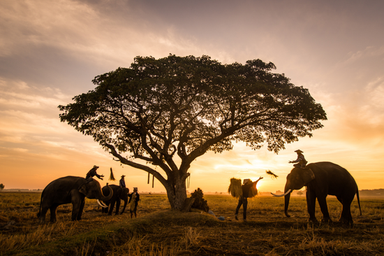 elephants at sunrise in thailand 