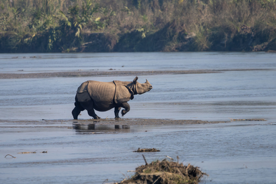 rhinoceros crossing a river in natural habitat