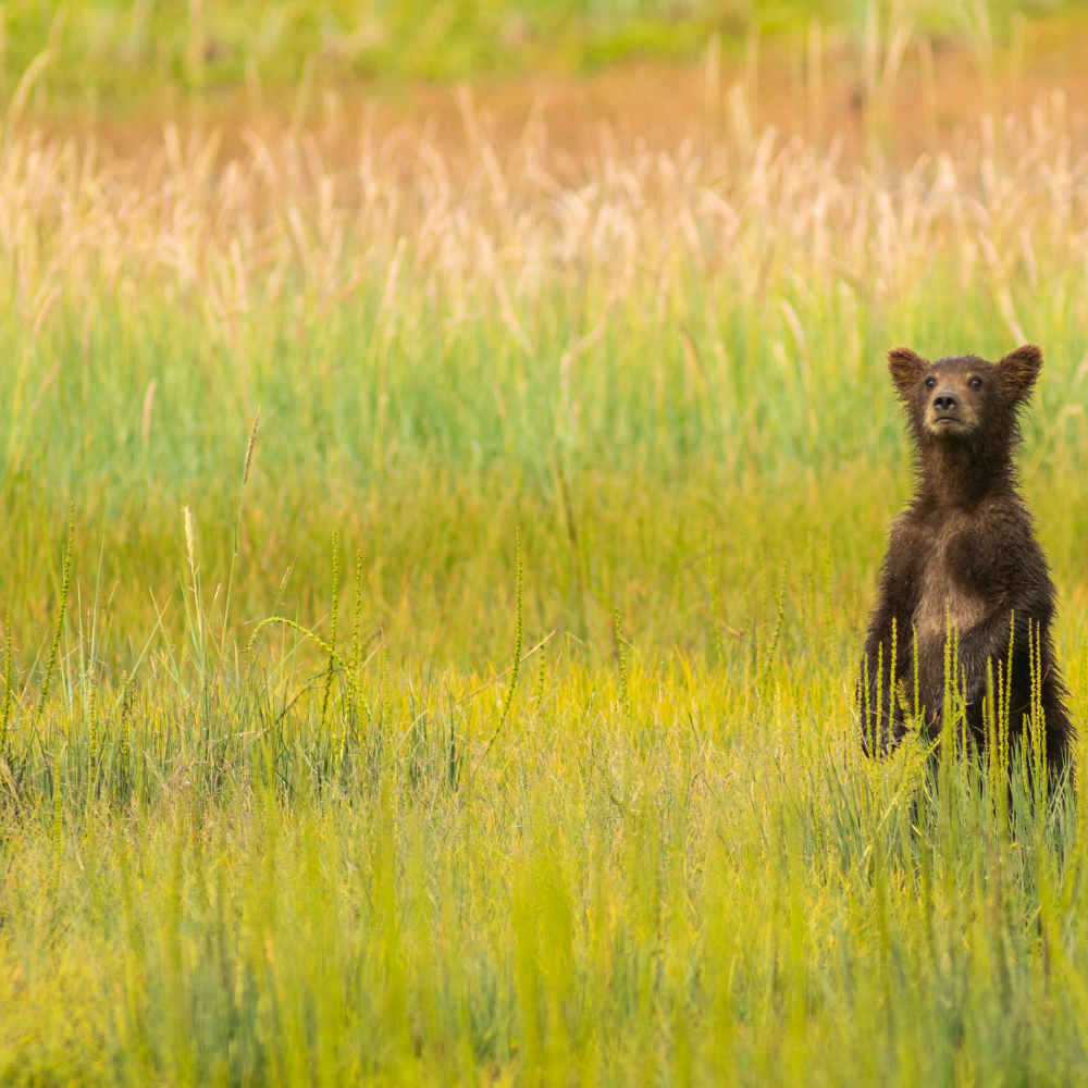 A young brown bear alone in the grass in Yellowstone